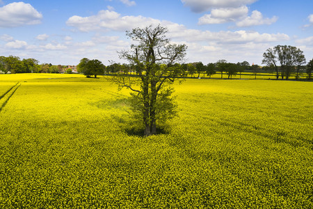 Symbolfoto Rapsfeld