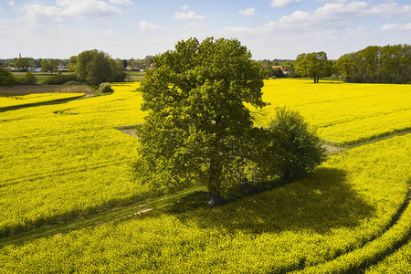 Symbolfoto Rapsfeld