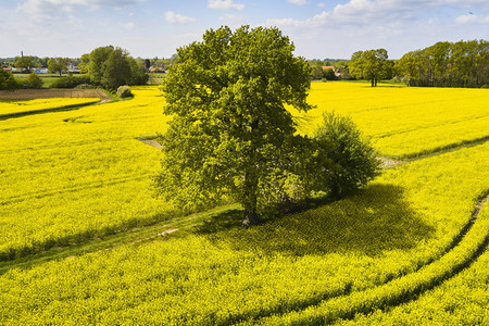 Symbolfoto Rapsfeld