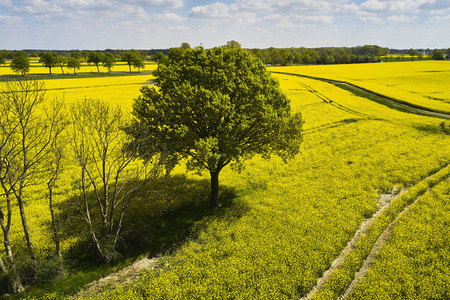 Symbolfoto Rapsfeld
