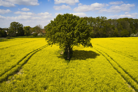 Symbolfoto Rapsfeld