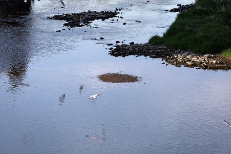 Niedrigwasser der Neisse bei Görlitz
