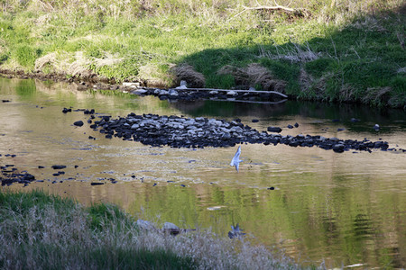 Niedrigwasser der Neisse bei Görlitz