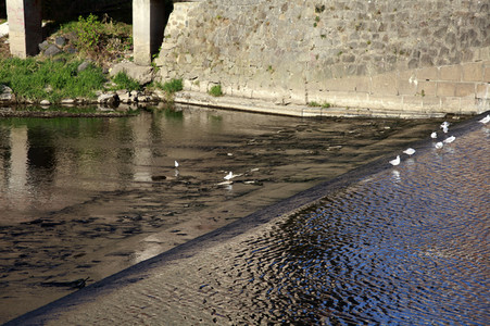 Niedrigwasser der Neisse bei Görlitz