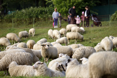 Symbolfoto Herdenimmunität