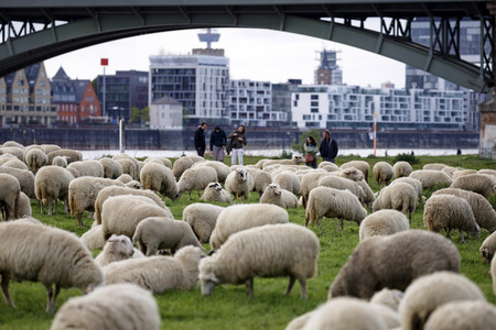 Symbolfoto Herdenimmunität