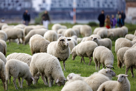 Symbolfoto Herdenimmunität