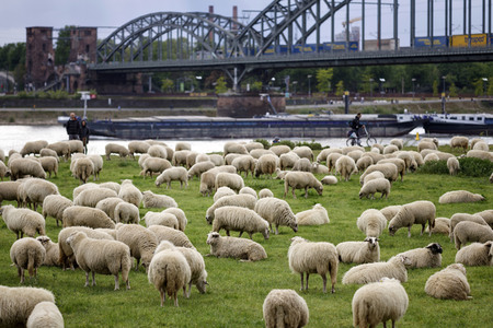 Symbolfoto Herdenimmunität