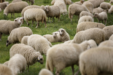 Symbolfoto Herdenimmunität