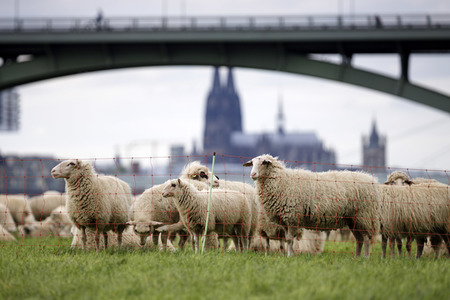 Symbolfoto Herdenimmunität