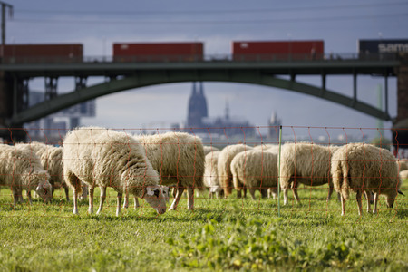 Symbolfoto Herdenimmunität