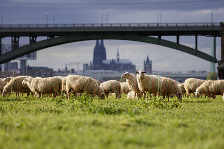 Symbolfoto Herdenimmunität