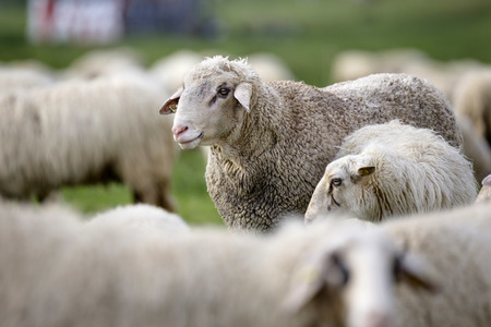 Symbolfoto Herdenimmunität