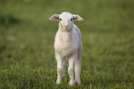 Symbolfoto Herdenimmunität