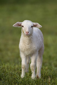 Symbolfoto Herdenimmunität