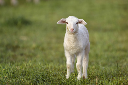 Symbolfoto Herdenimmunität