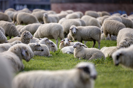Symbolfoto Herdenimmunität