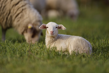 Symbolfoto Herdenimmunität