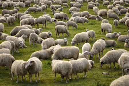 Symbolfoto Herdenimmunität