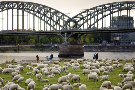 Symbolfoto Herdenimmunität