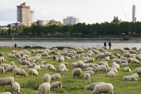 Symbolfoto Herdenimmunität