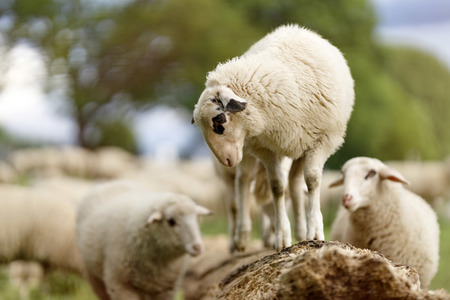 Symbolfoto Herdenimmunität