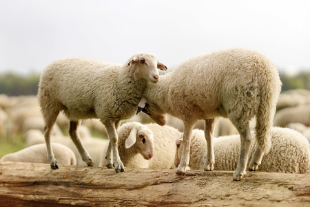 Symbolfoto Herdenimmunität