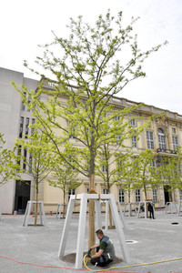 Baumspende für das Umfeld des Humboldt Forums in Berlin