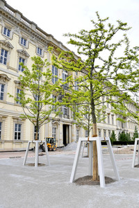 Baumspende für das Umfeld des Humboldt Forums in Berlin