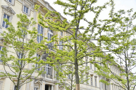 Baumspende für das Umfeld des Humboldt Forums in Berlin