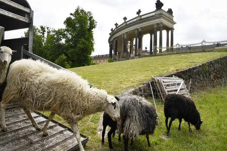 Ankunft der Schafe für die Beweidung von Wiesenflächen im Park Sanssouci in Potsdam