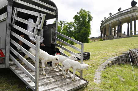 Ankunft der Schafe für die Beweidung von Wiesenflächen im Park Sanssouci in Potsdam