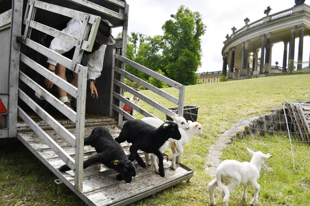 Ankunft der Schafe für die Beweidung von Wiesenflächen im Park Sanssouci in Potsdam