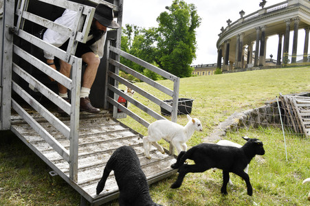 Ankunft der Schafe für die Beweidung von Wiesenflächen im Park Sanssouci in Potsdam