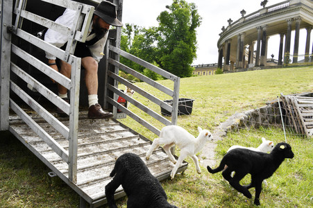 Ankunft der Schafe für die Beweidung von Wiesenflächen im Park Sanssouci in Potsdam