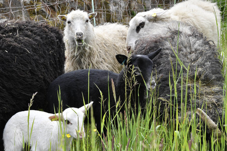 Ankunft der Schafe für die Beweidung von Wiesenflächen im Park Sanssouci in Potsdam
