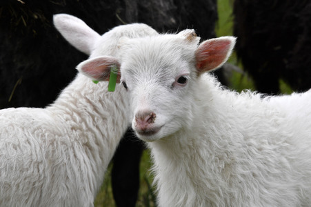 Ankunft der Schafe für die Beweidung von Wiesenflächen im Park Sanssouci in Potsdam