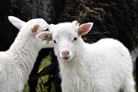 Ankunft der Schafe für die Beweidung von Wiesenflächen im Park Sanssouci in Potsdam