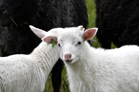 Ankunft der Schafe für die Beweidung von Wiesenflächen im Park Sanssouci in Potsdam