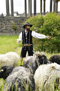 Ankunft der Schafe für die Beweidung von Wiesenflächen im Park Sanssouci in Potsdam