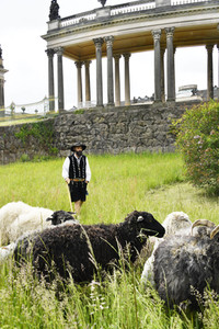 Ankunft der Schafe für die Beweidung von Wiesenflächen im Park Sanssouci in Potsdam