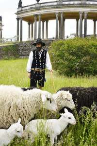 Ankunft der Schafe für die Beweidung von Wiesenflächen im Park Sanssouci in Potsdam