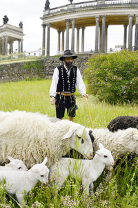 Ankunft der Schafe für die Beweidung von Wiesenflächen im Park Sanssouci in Potsdam