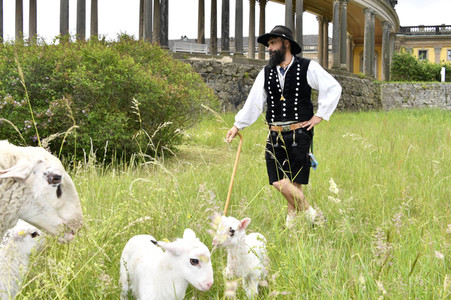 Ankunft der Schafe für die Beweidung von Wiesenflächen im Park Sanssouci in Potsdam