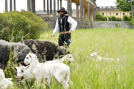 Ankunft der Schafe für die Beweidung von Wiesenflächen im Park Sanssouci in Potsdam