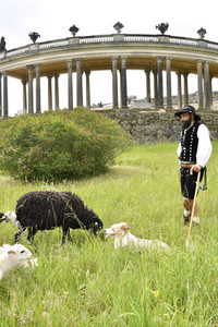 Ankunft der Schafe für die Beweidung von Wiesenflächen im Park Sanssouci in Potsdam