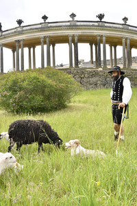 Ankunft der Schafe für die Beweidung von Wiesenflächen im Park Sanssouci in Potsdam