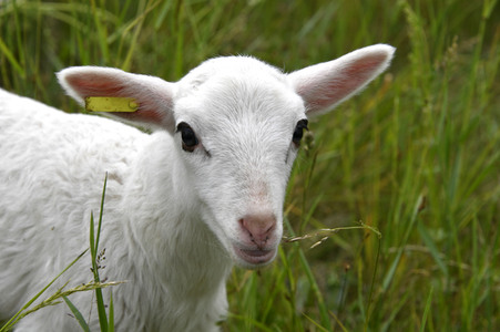 Ankunft der Schafe für die Beweidung von Wiesenflächen im Park Sanssouci in Potsdam
