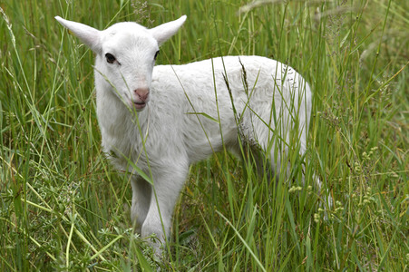 Ankunft der Schafe für die Beweidung von Wiesenflächen im Park Sanssouci in Potsdam