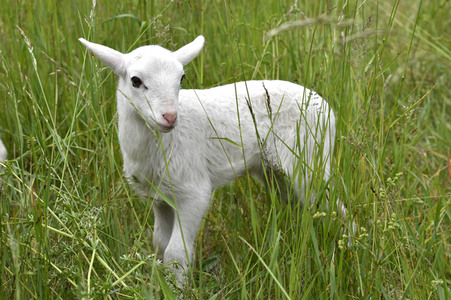 Ankunft der Schafe für die Beweidung von Wiesenflächen im Park Sanssouci in Potsdam